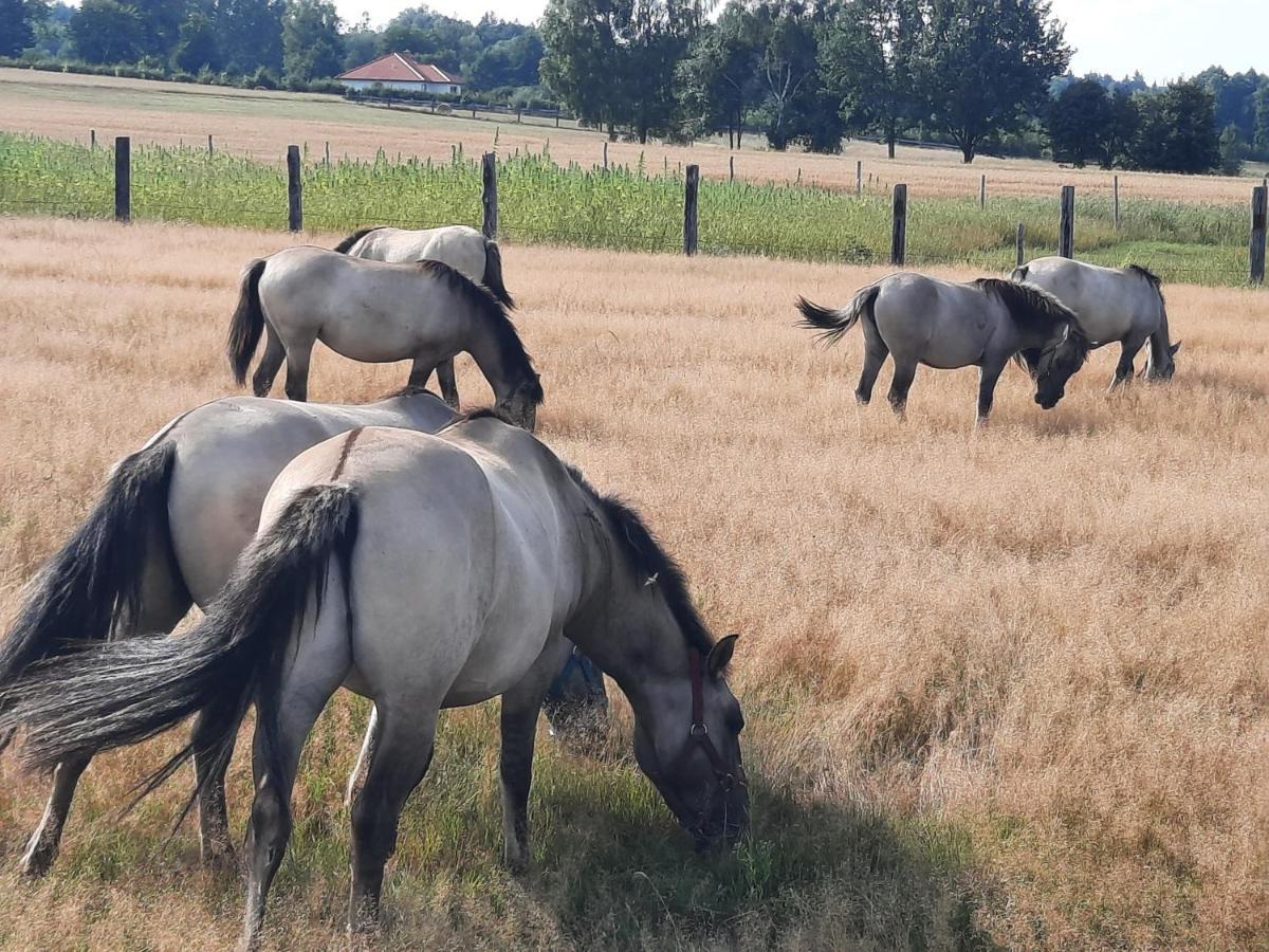 Stajnia Bukwica *